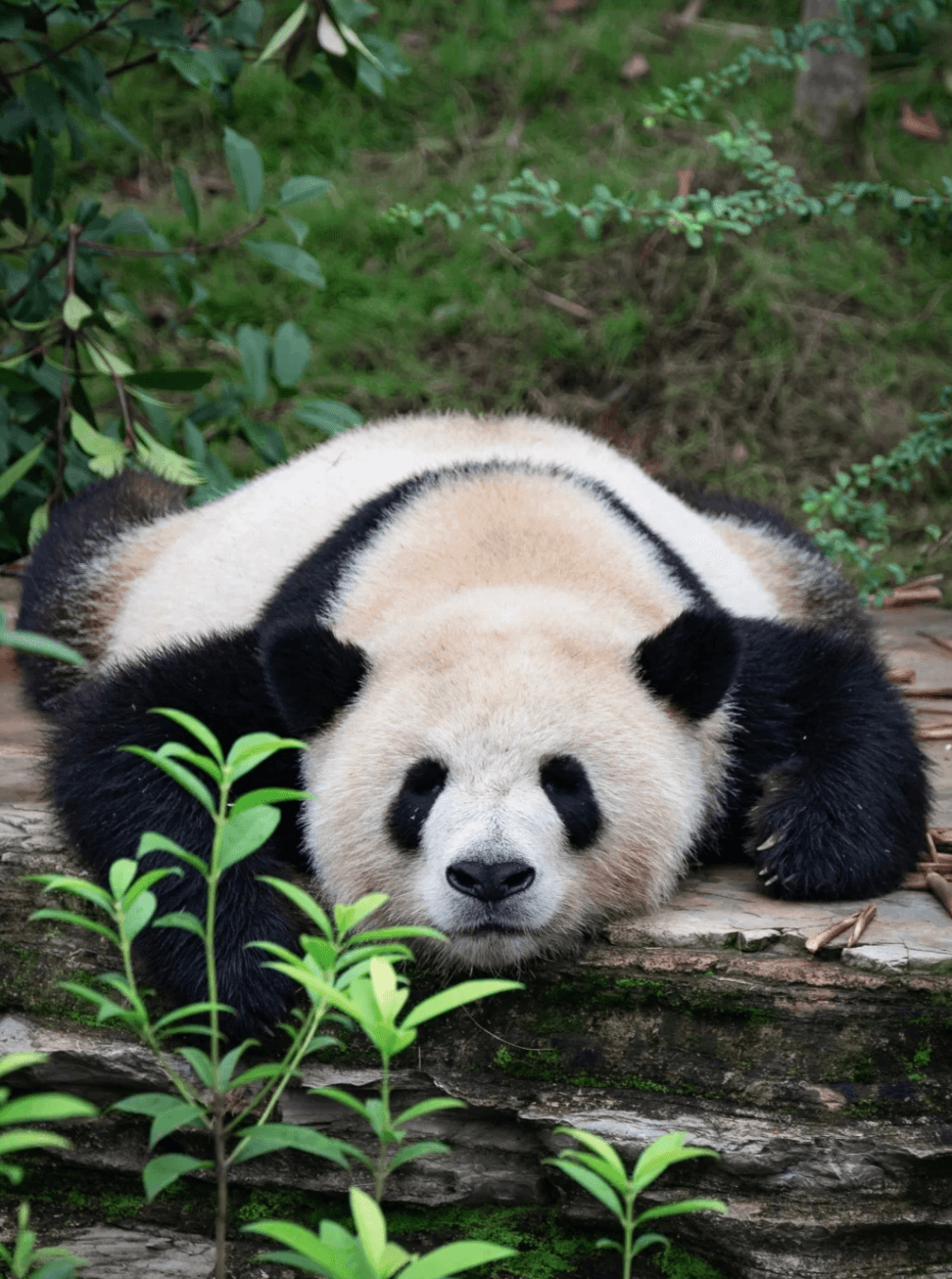 Base de Pandas de Chengdu: La Guía Definitiva para Visitantes Primerizos