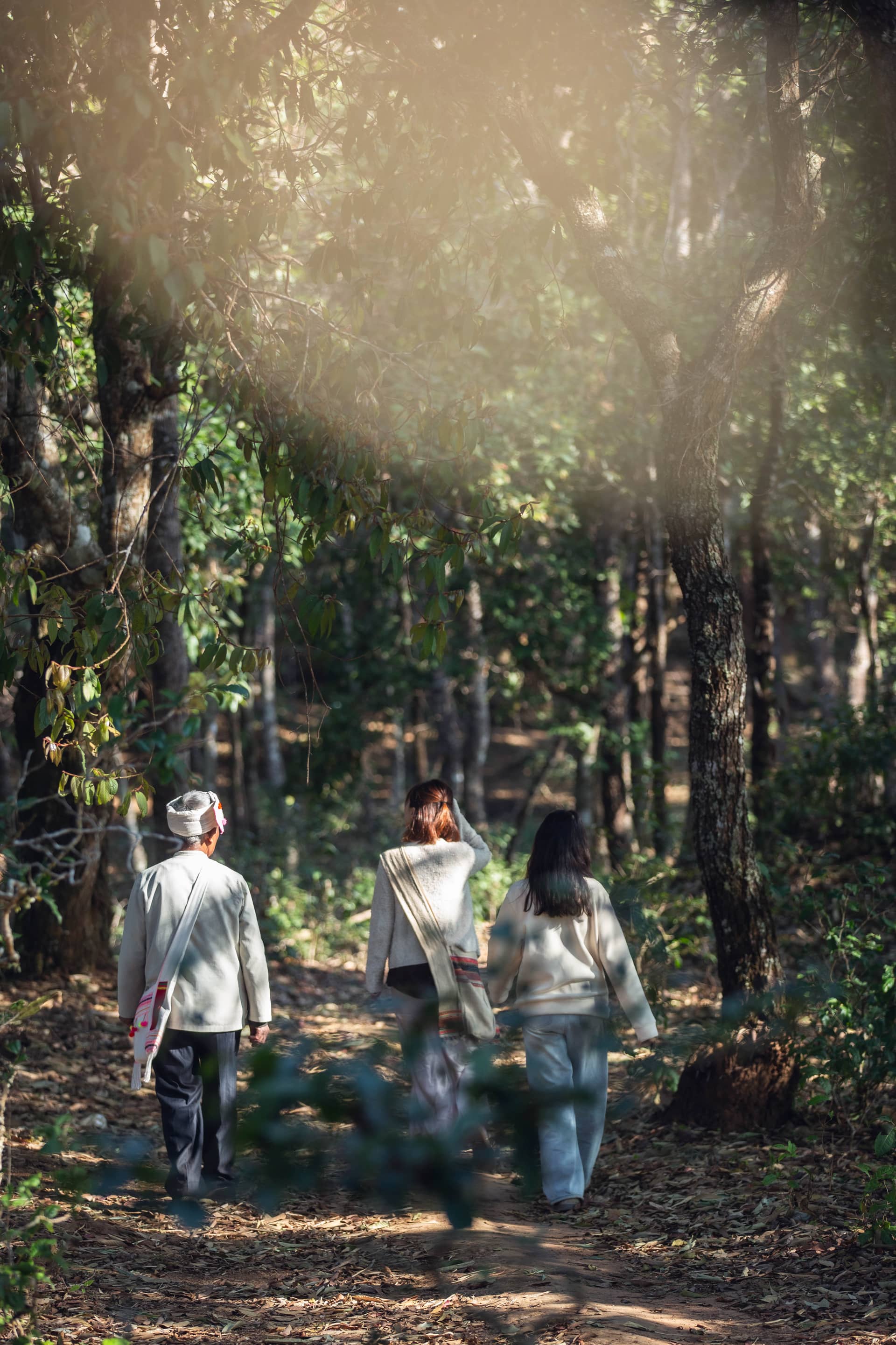 Trek de Rainforest de Jingmai Mountain – Mangjing Village (6 Horas)