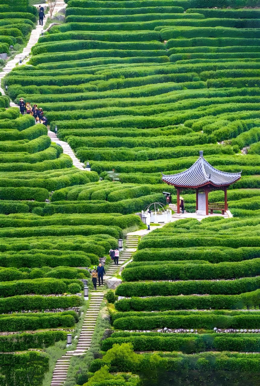 West Lake Longjing: The Complete Masterclass (Harvest to Whisking)