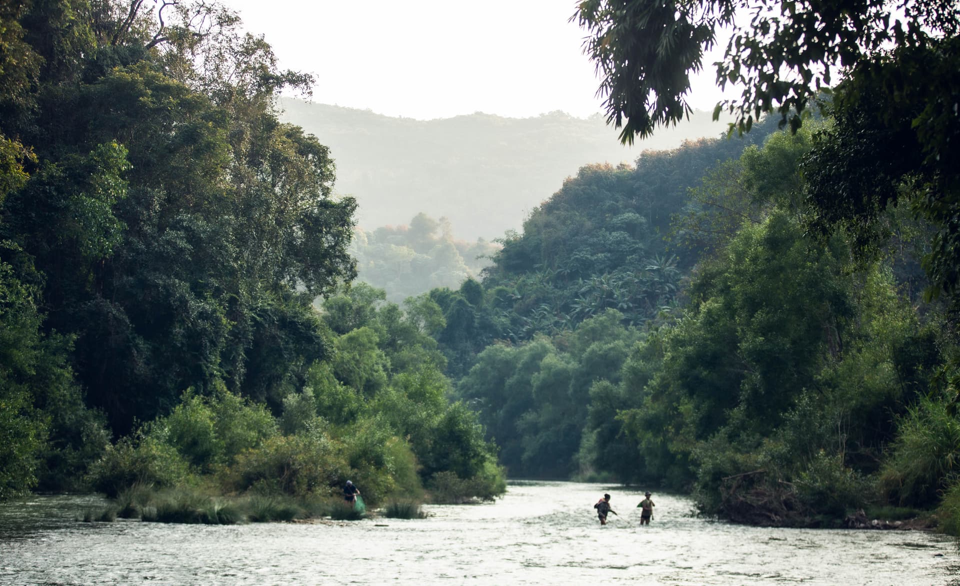 Trek de Rainforest de Jingmai Mountain – Mangjing Village (6 Horas) 2