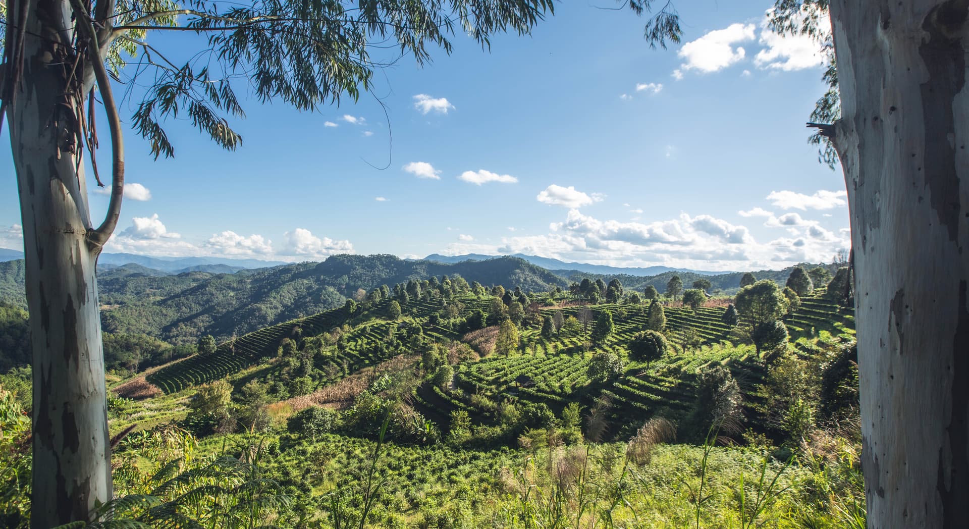 Experiencia de elaboración de té Blang en la Montaña Jingmai (5 horas) 2
