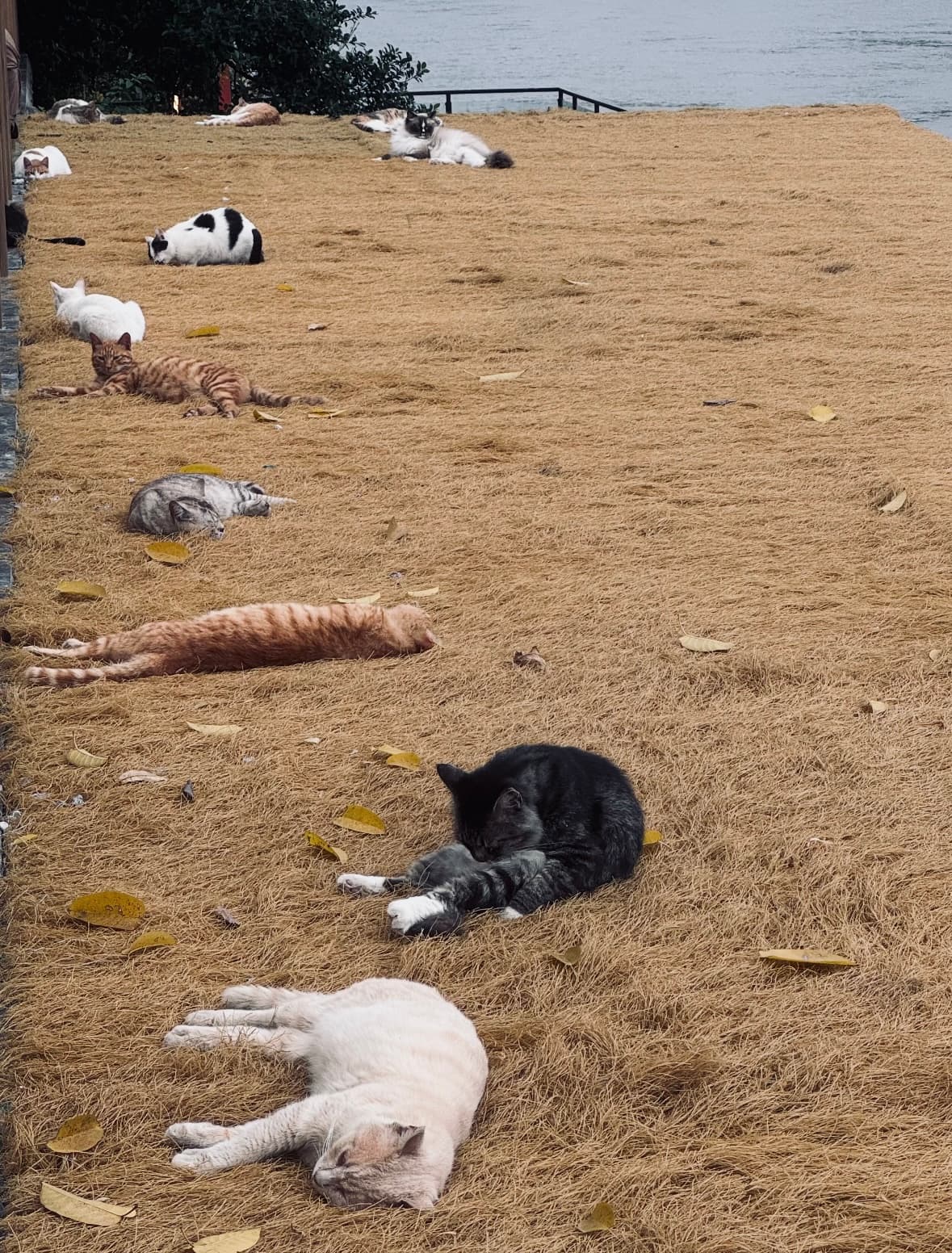 Chongqing Firefly Harbor Cat Theme Park: A Calm Riverside Spot for Cat Lovers 3