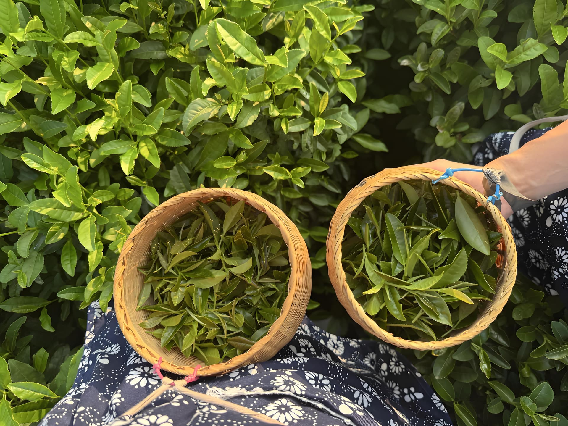 West Lake Longjing: The Complete Masterclass (Harvest to Whisking) 3