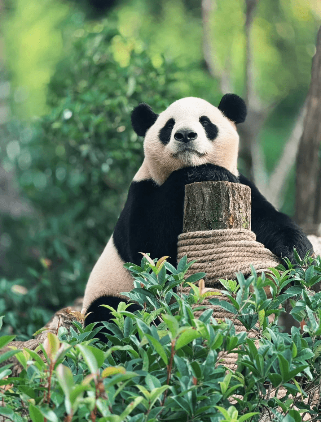 Chengdu Panda Base & Dujiangyan Day Tour 2