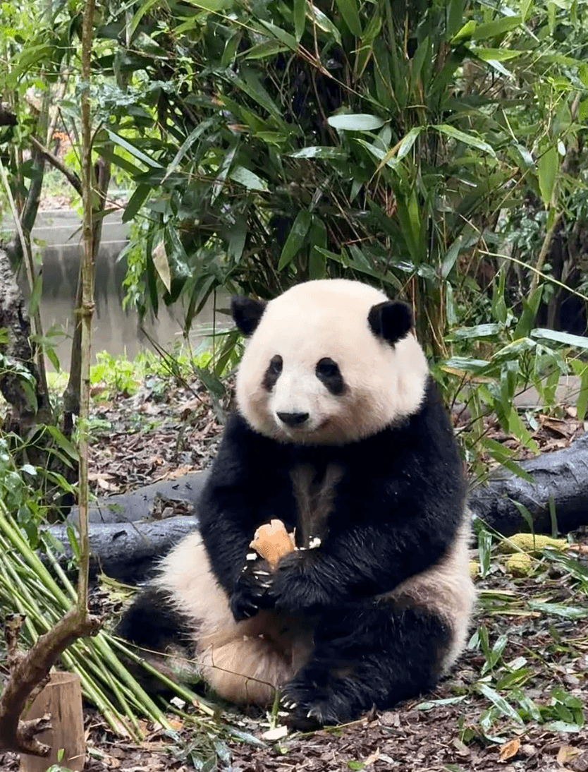Chengdu City Highlight in one day 2