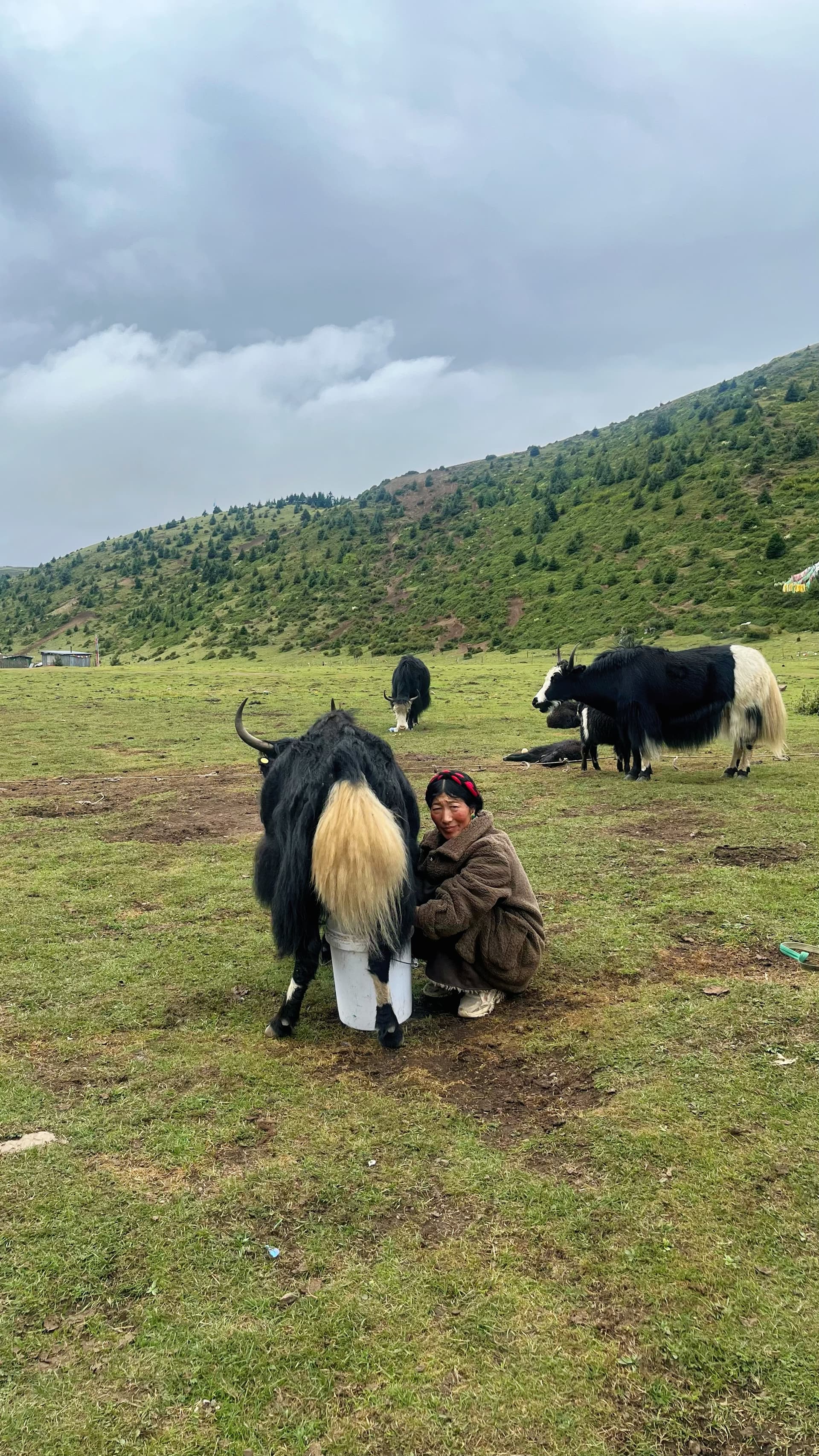 Chengdu to Tagong: Tibetan Nomad Home Visit & Family Dinner(One-Day Tour) 2