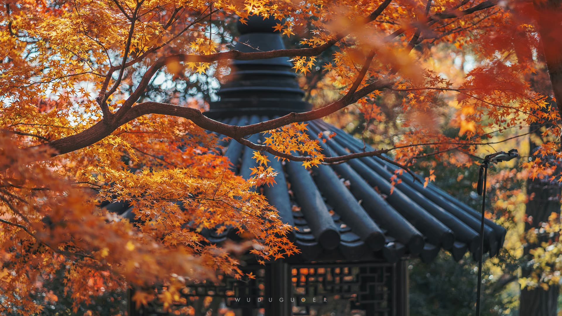 Suzhou Gardens & History&Hidden Alleys, Guided by a local landscape architect.