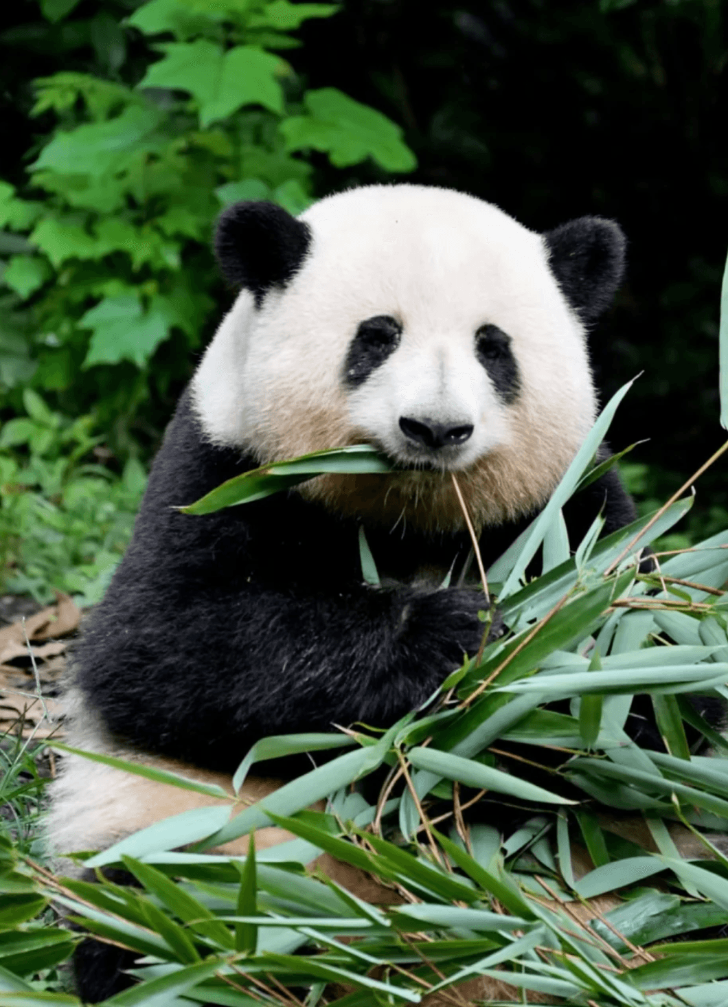 3 Days in Chengdu: A Local's Guide to Pandas, Hotpot & Hidden Gems (2026 Edition)