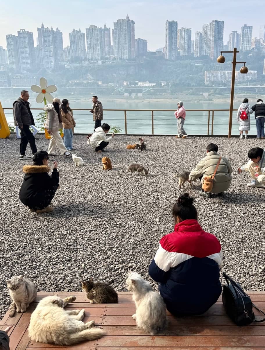Chongqing Firefly Harbor Cat Theme Park: A Calm Riverside Spot for Cat Lovers